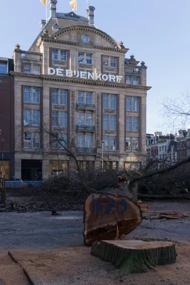De gevelde iep van het Beursplein, met De Bijenkorf op de achtergrond